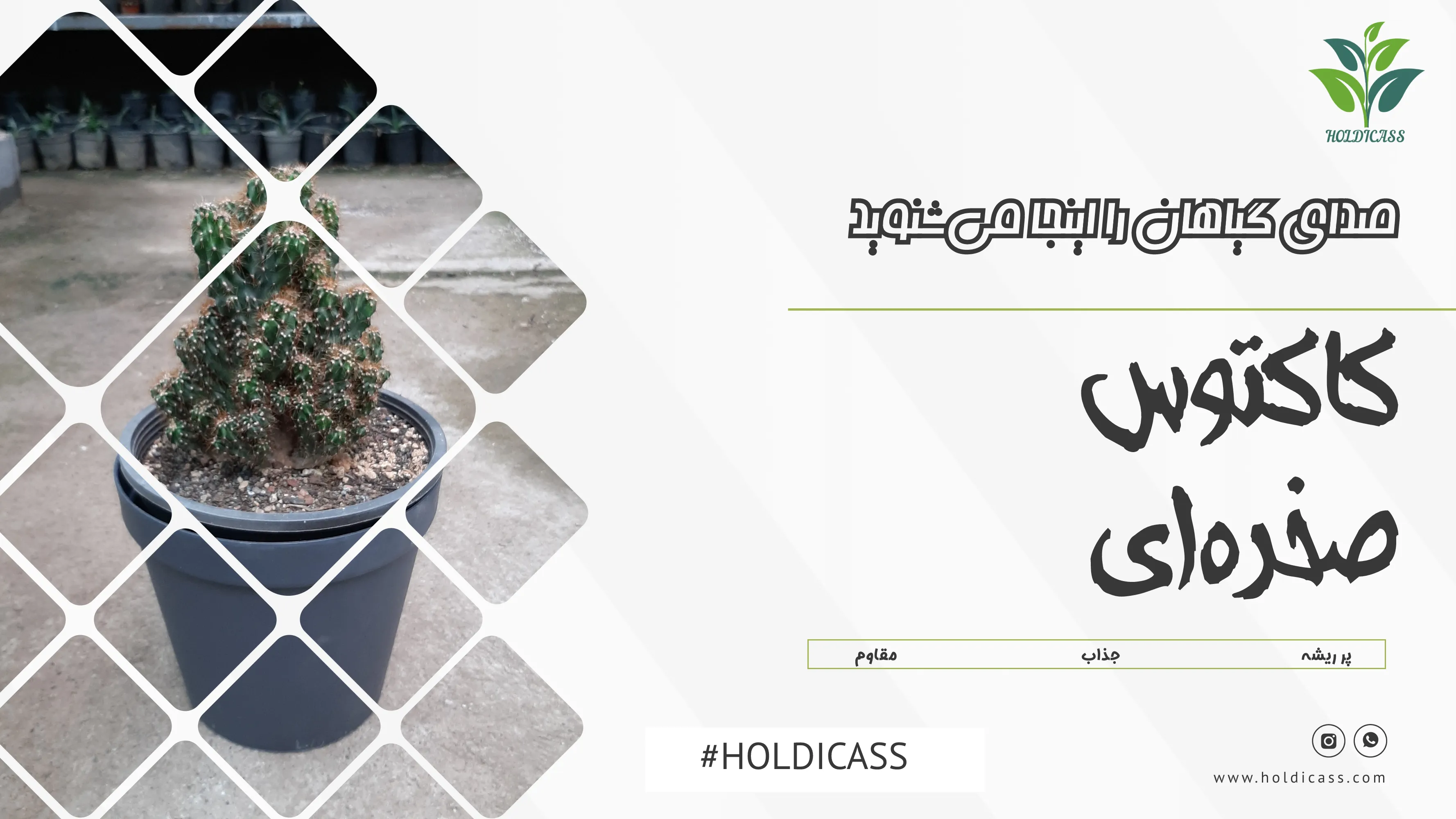 holdicass