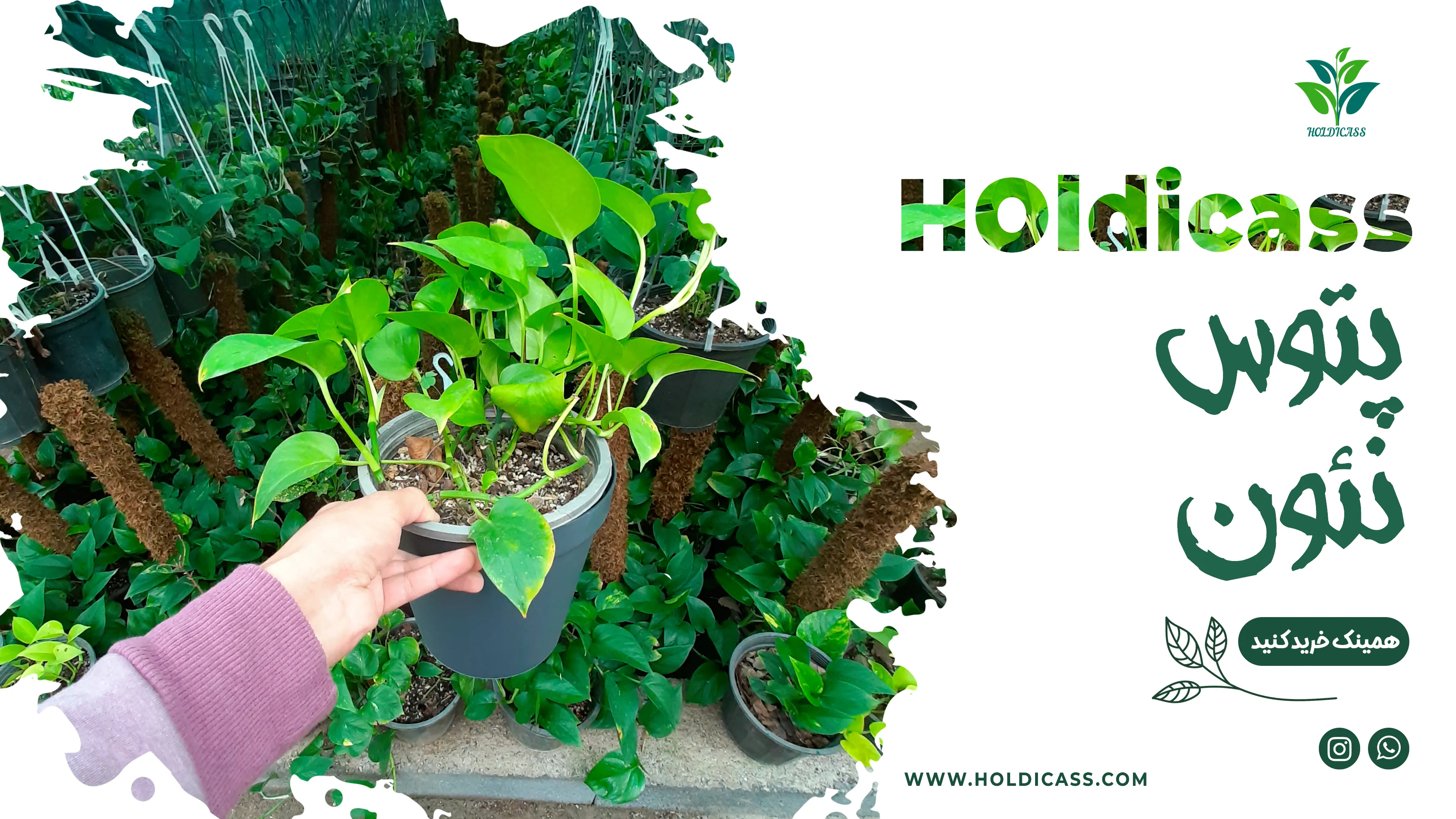 holdicass