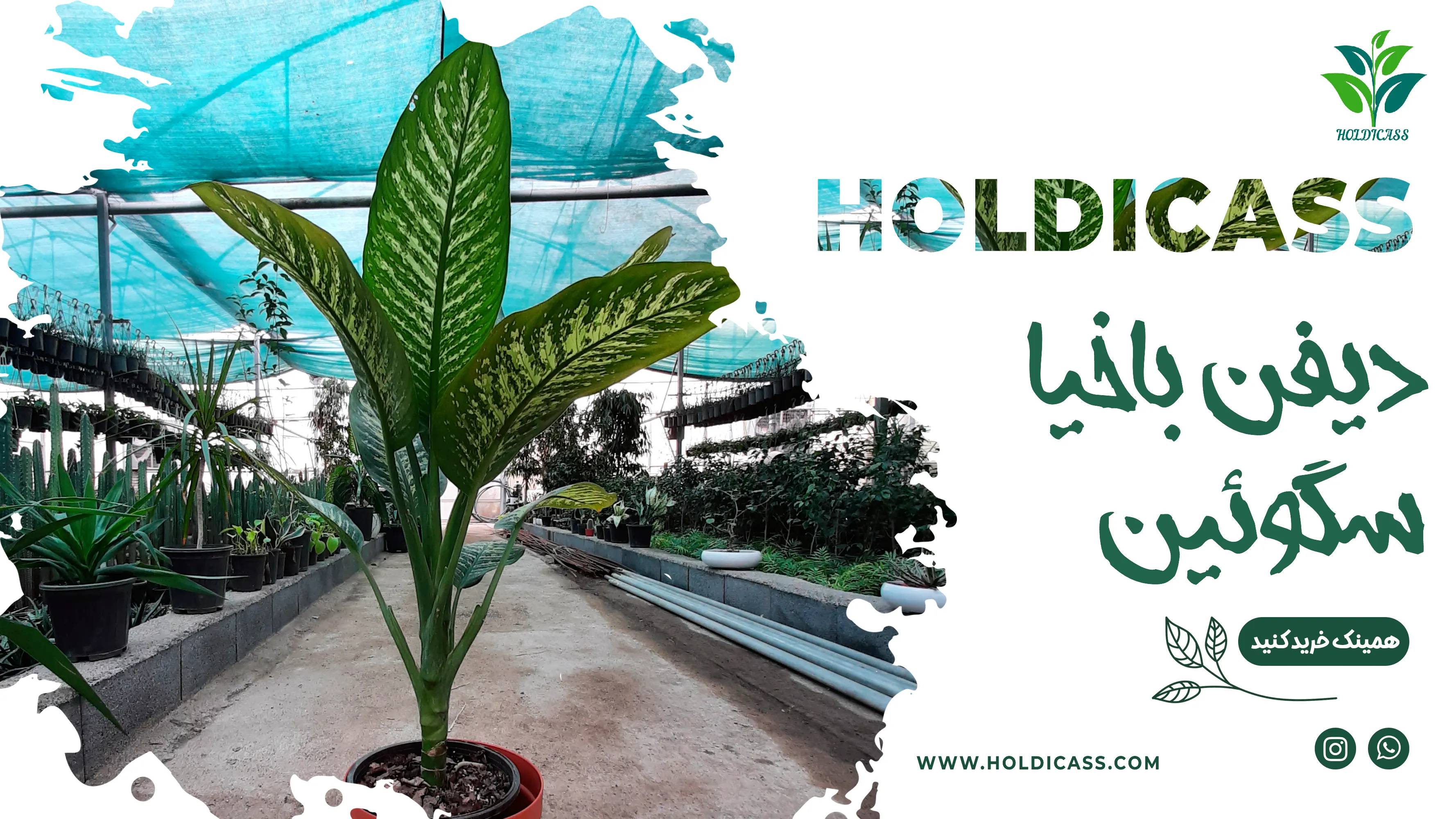 holdicass