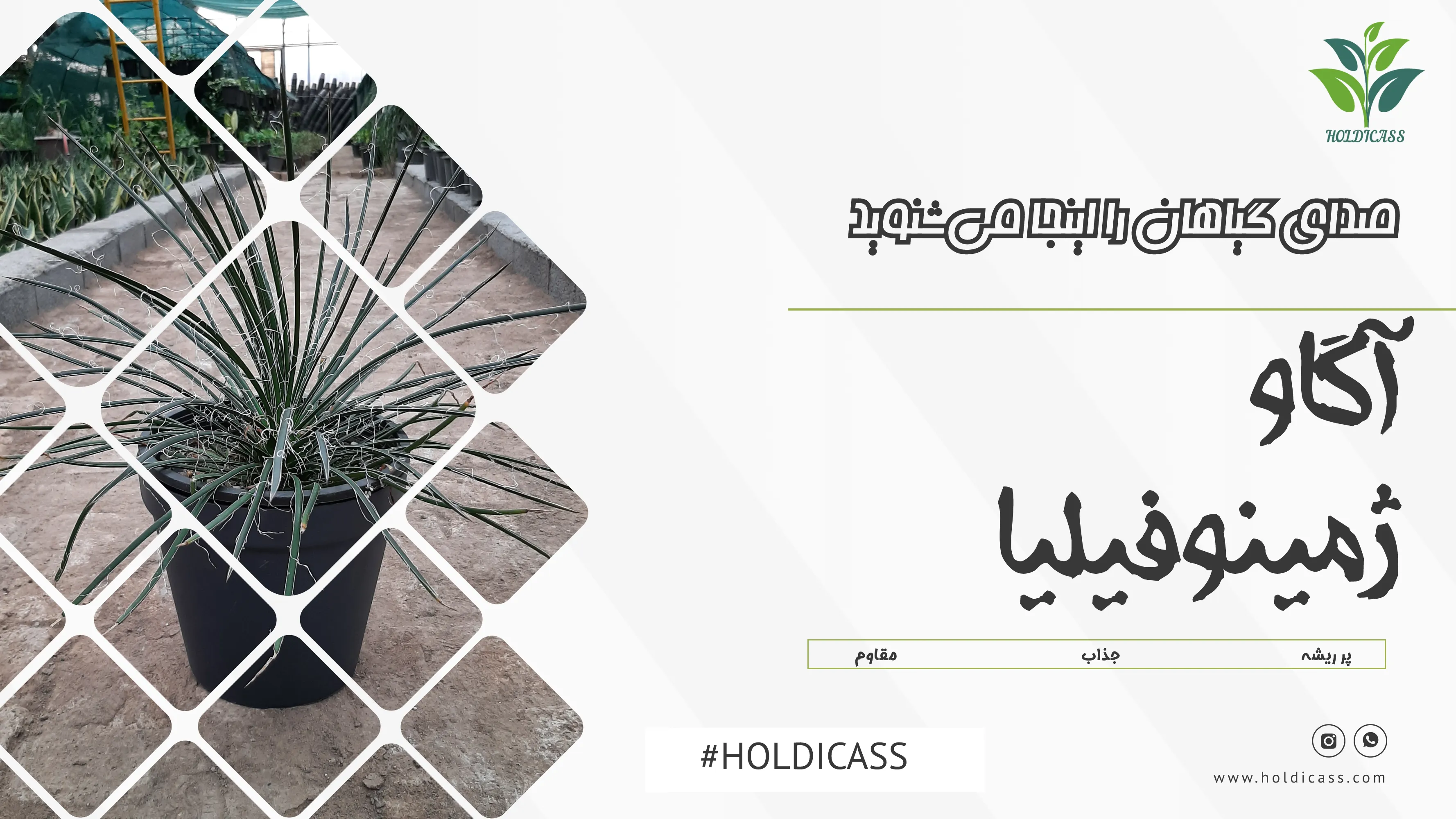 holdicass